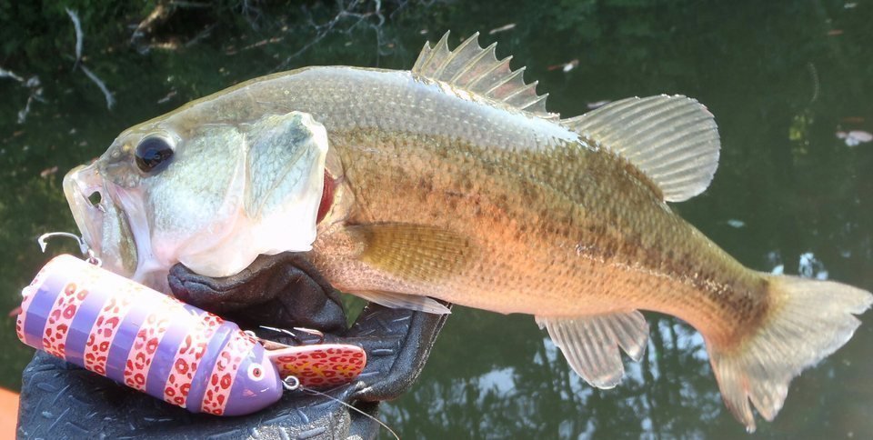 バス　ルアー　写真