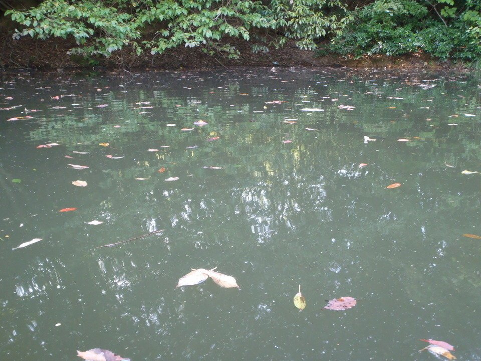 落ち葉　水面　写真