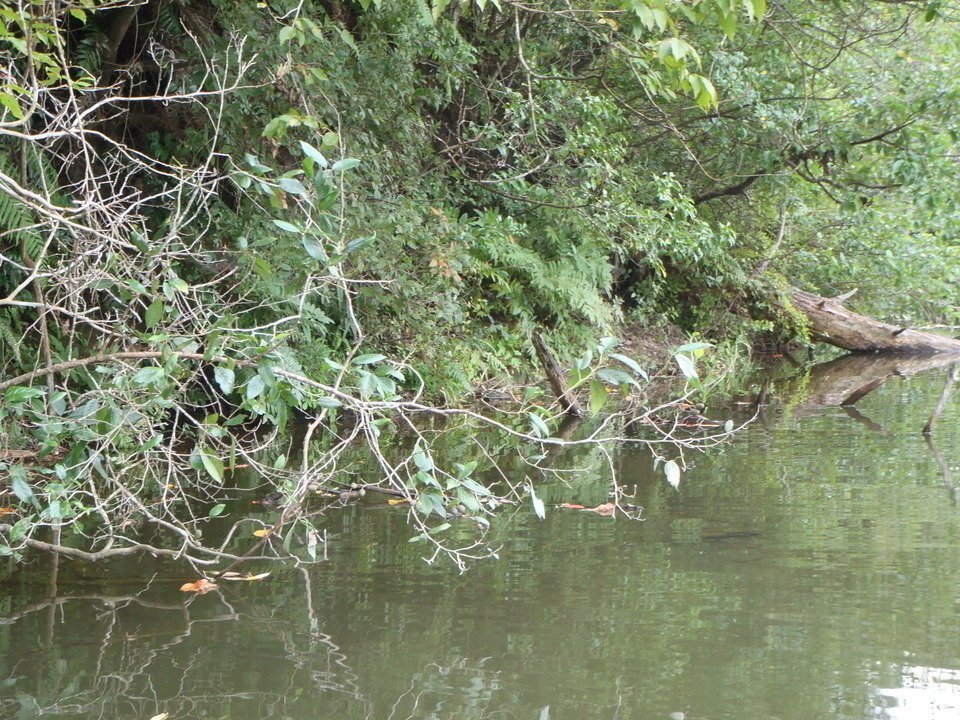 冠水植物　写真