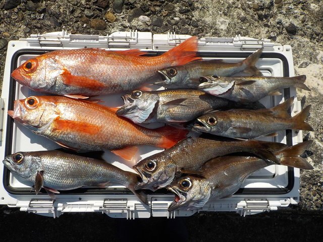 稲荷丸の釣行でゲットした魚、総額いくら？！憧れの高級魚と一生モノの釣りスキルが手に入る夢の釣行へGO！