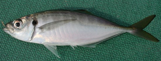 魚のアップ写真