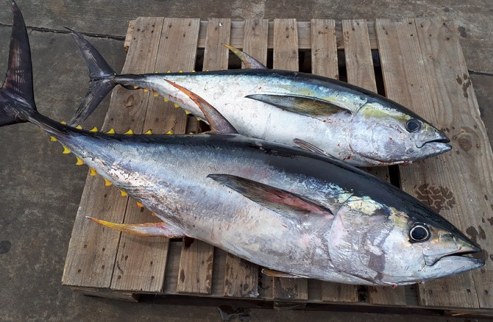 魚のアップ写真