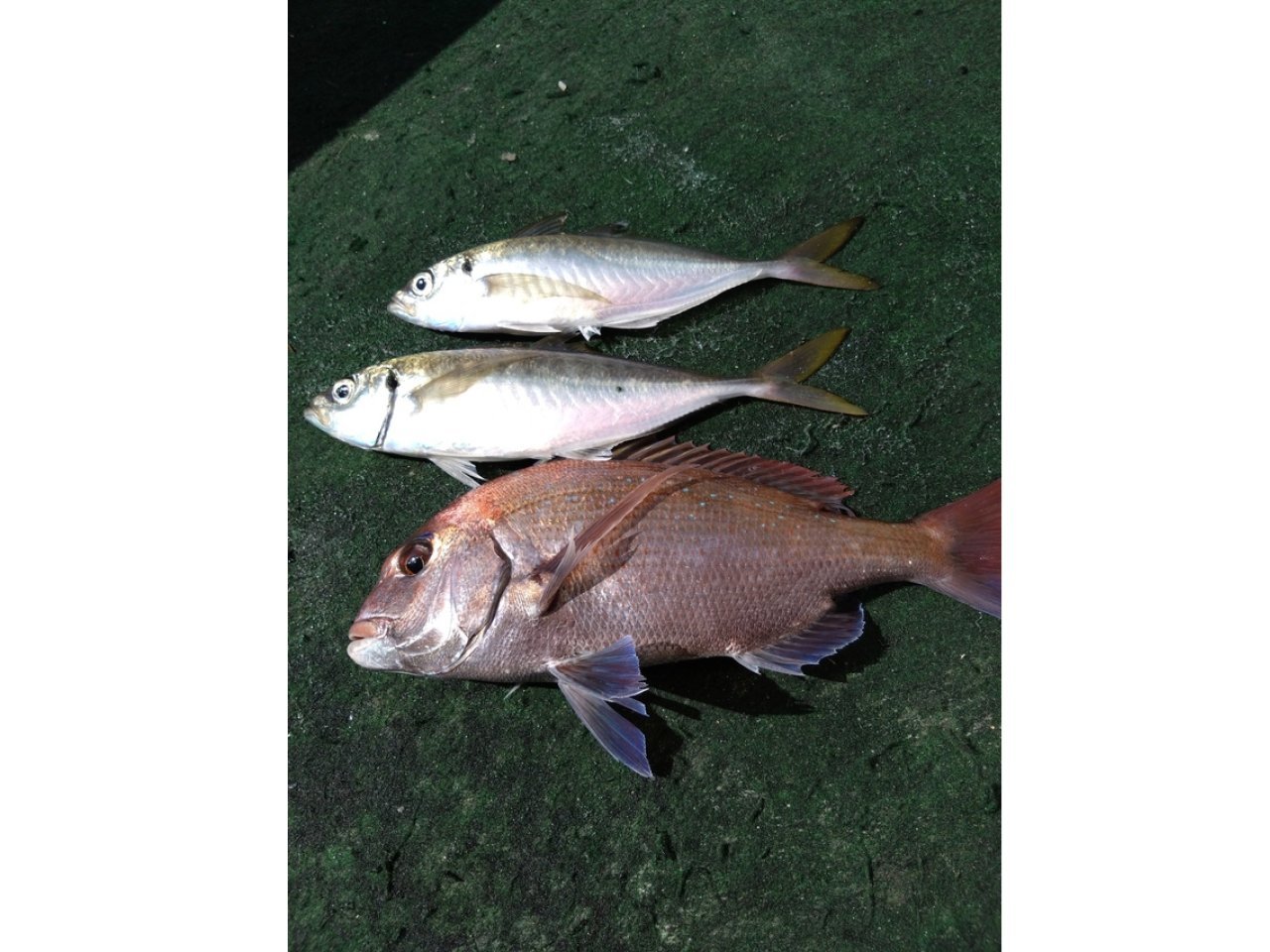 【釣果速報】タイ最大47cm・アジ最大37cmGET！和歌山県多部丸で食卓に欠かせない抜群に美味しい魚をGETしませんか？