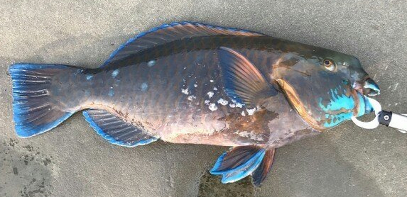 魚のアップ写真