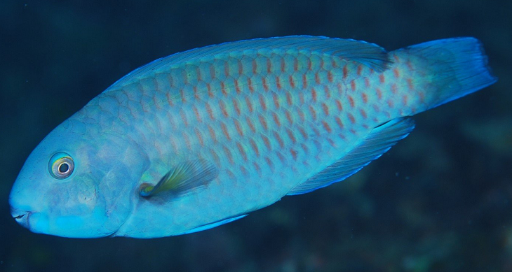 魚のアップ写真