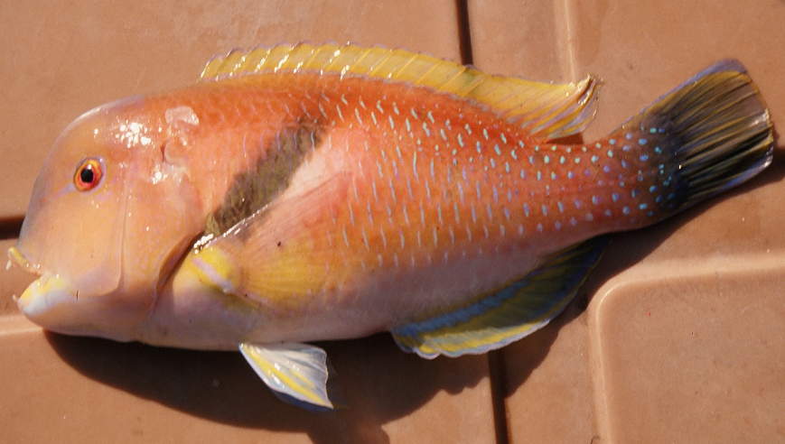 魚のアップ写真