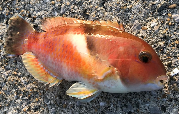 魚のアップ写真