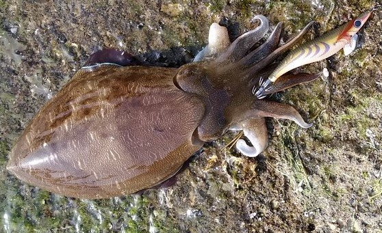 イカとエギのアップ写真