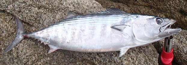 魚のアップ写真