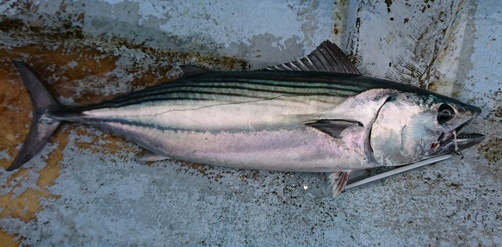 魚のアップ写真