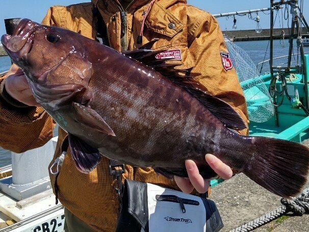 加幸丸で一生モノの巨大マハタをキャッチ！船釣り初心者でも高級根魚が釣れると話題の人気船に密着！