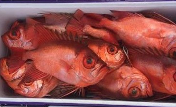 魚のアップ写真