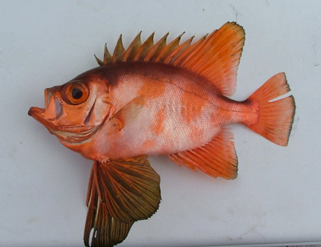 魚のアップ写真