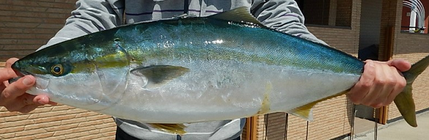 魚のアップ写真