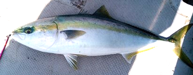 魚のアップ写真