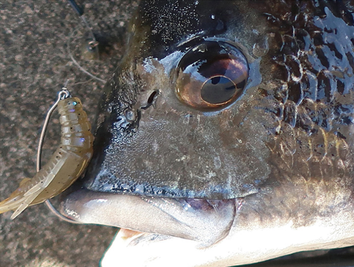 魚とワームのアップ写真