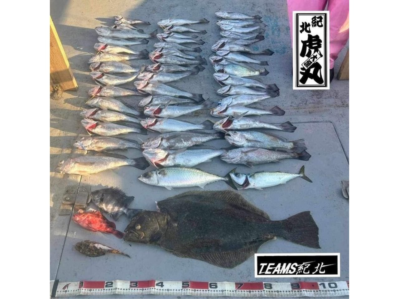 【釣果速報】和歌山県虎丸でクログチGET！大ヒラメも確保！おいしい魚を超新鮮な状態で食べられるのは釣り人の特権です！    