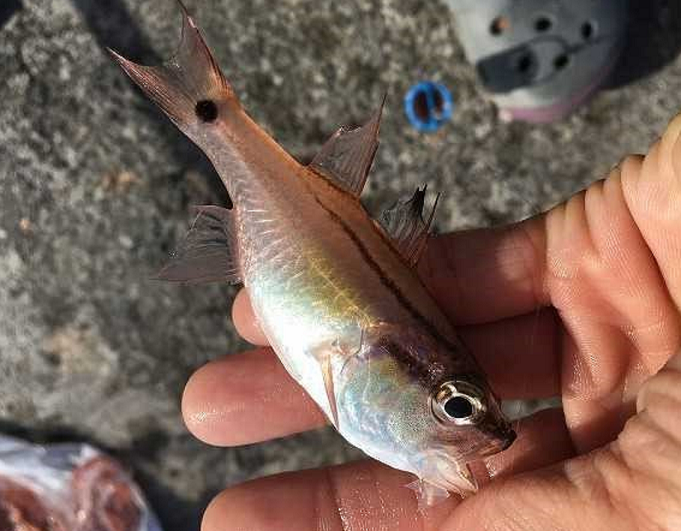 魚のアップ写真