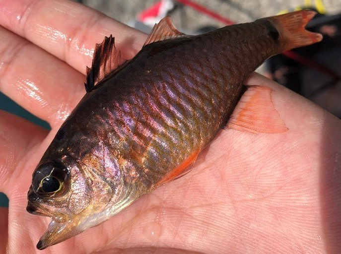 魚のアップ写真