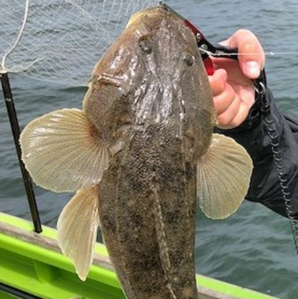 魚のアップ写真