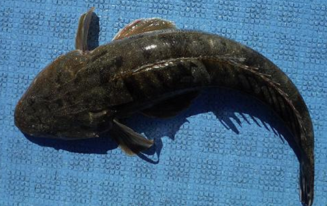 魚のアップ写真