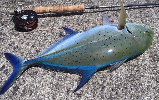 魚とロッドのアップ写真