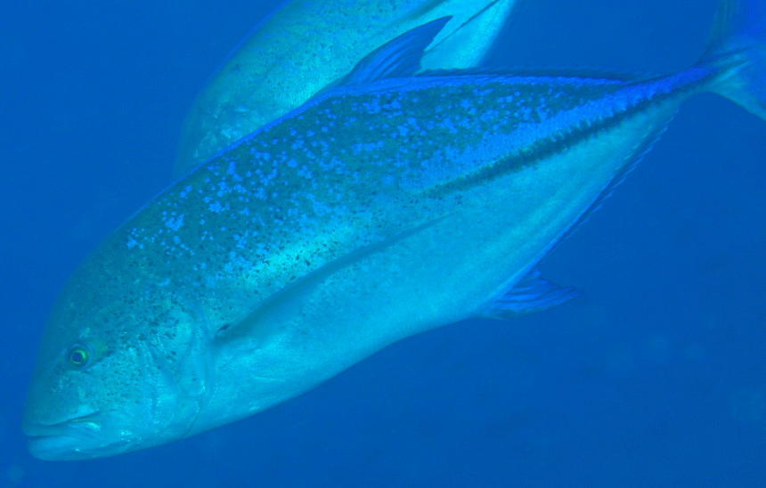 魚のアップ写真