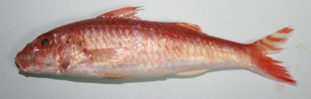 魚のアップ写真