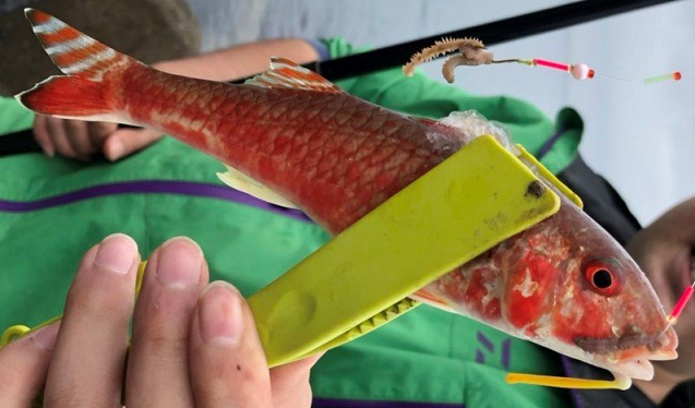 魚のアップ写真