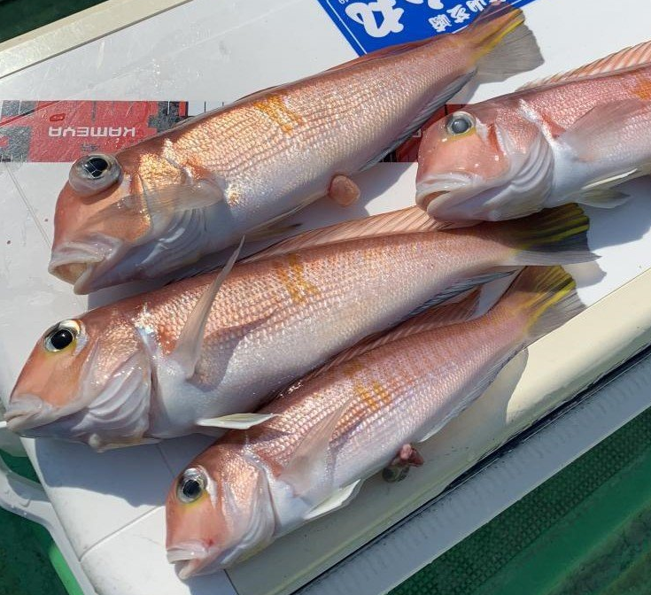 魚のアップ写真