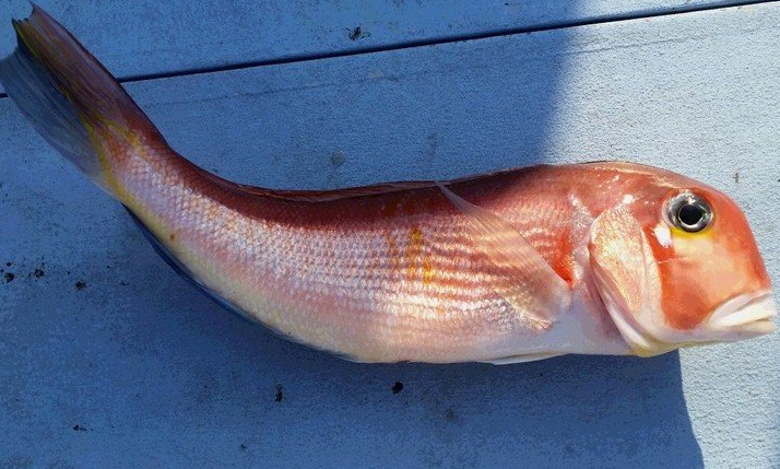 魚のアップ写真