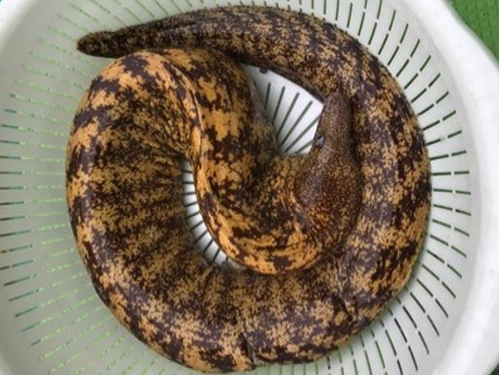 魚のアップ写真