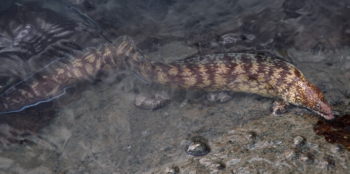 魚のアップ写真