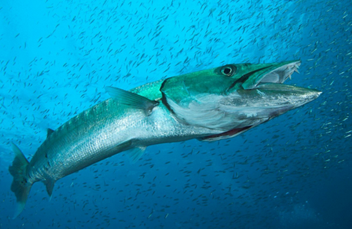 魚のアップ写真