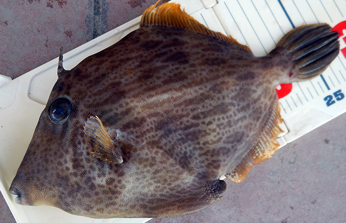 魚のアップ写真