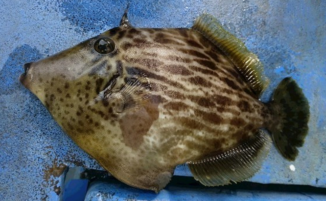 魚のアップ写真