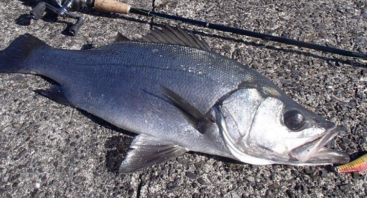 魚のアップ写真