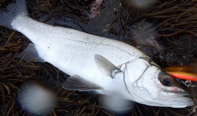 魚のアップ写真