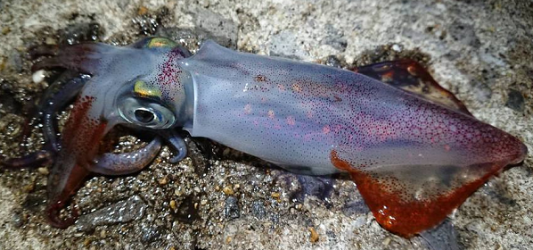 イカのアップ写真