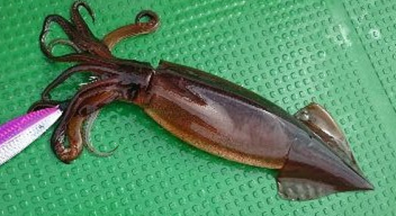 イカのアップ写真