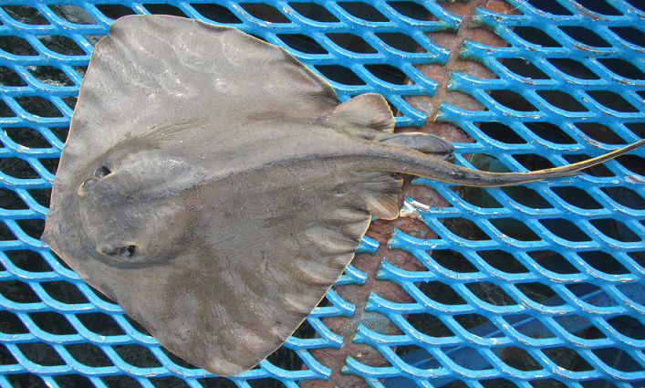 魚のアップ写真