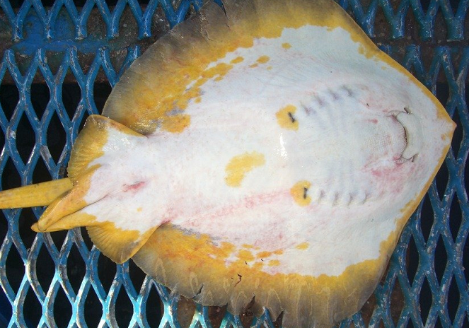 魚のアップ写真