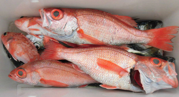 魚のアップ写真