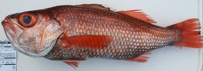 魚のアップ写真