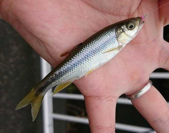 魚のアップ写真