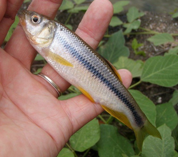 魚のアップ写真