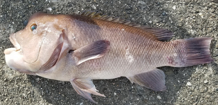 魚のアップ写真