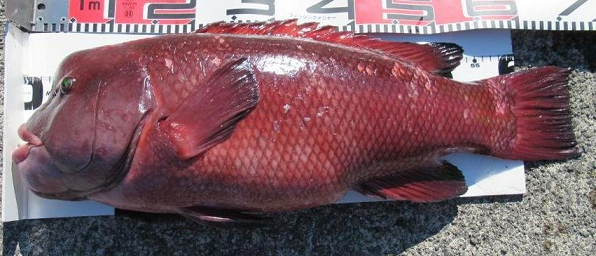 魚のアップ写真