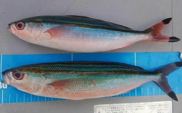 タカサゴの別名はグルクン！沖縄の県魚を釣りたい+食べたい！