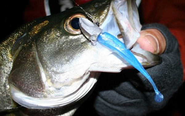 魚とワームのアップ写真